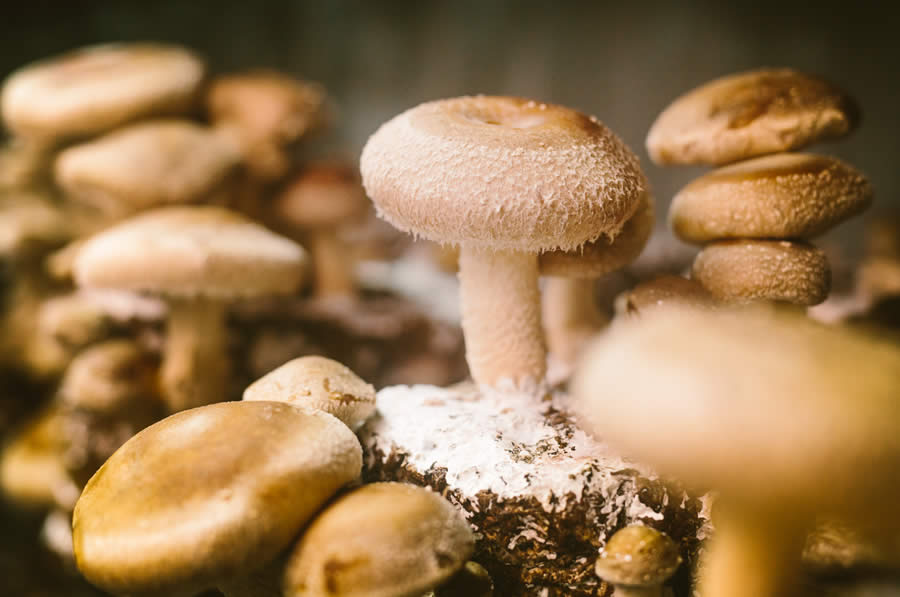 Bio Produção de Cogumelo Shiitake nas Toras de Kunugui 